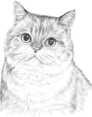 British cat on white background © watchawa