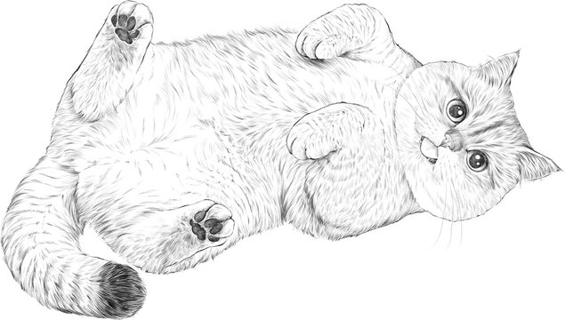 British shorthair cat