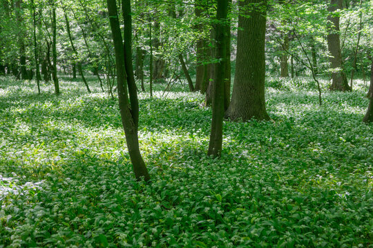 View of a lush forest floor covered in blooming wild garlic under tall deciduous trees with dappled sunlight in Bukova, Trnava Region, Slovakia.