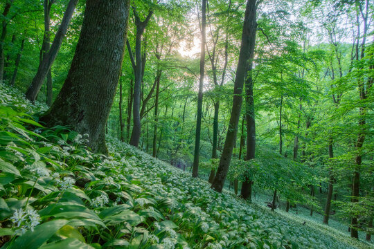 View of wild garlic blooming on the forest floor under a canopy of lush green trees with sunlight filtering through the leaves near Hrudy creek in Bukova, Trnava Region, Slovakia.