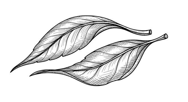 Vintage style engraving of two dried tea leaves with detailed texture and shading suitable for herbal tea packaging or botanical illustrations.