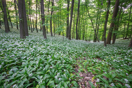 View of the forest floor covered in blooming wild garlic flowers near Hrudy creek with sunlight filtering through the tall deciduous trees Bukova, Trnava Region, Slovakia.