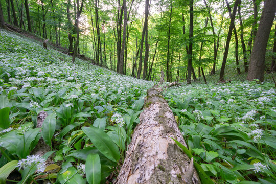 View of blooming wild garlic covering the forest floor with a fallen tree trunk among lush green trees Bukova, Trnava Region, Slovakia.