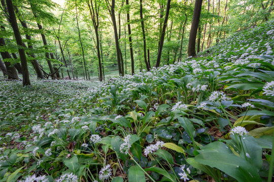 View of a lush forest floor covered in blooming wild garlic under a canopy of tall deciduous trees in Bukova, Trnava Region, Slovakia.