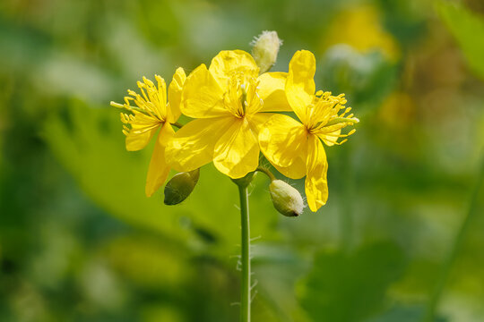 Greater Celandine Yellow Wildflower Macro