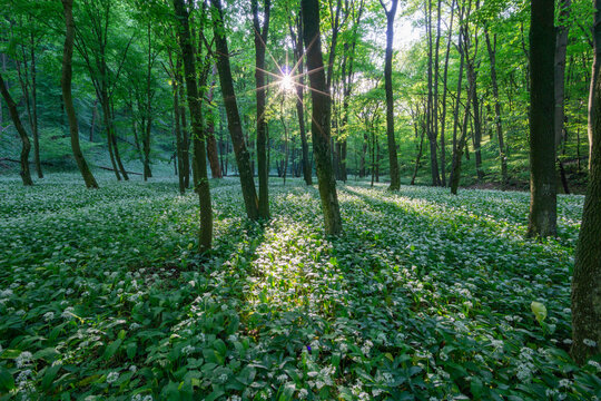 View of a lush forest floor covered in blooming wild garlic with sunbeams filtering through the tall trees in Bukova, Trnava Region, Slovakia.