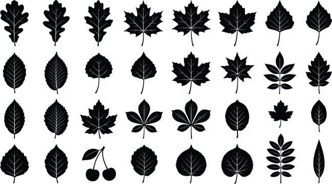 Tree leaves silhouettes collection with maple oak birch chestnut ash and cherry foliage shapes isolated vector illustration set for autumn nature design