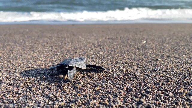 Newly hatched sea turtle hatchlings crawl across the sandy beach toward the ocean as large waves crash along the shore. Sea turtle conservation on the southern coast of Yogyakarta, Indonesia.