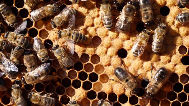Life and reproduction of bees
Bees take care of larvae, their new generation.
