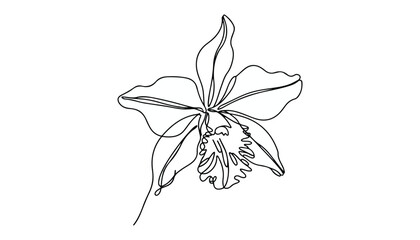 One continuous line illustration of an orchid flower , isolated on white background. © line
