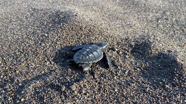 Newly hatched sea turtle hatchlings crawl across the sandy beach toward the ocean as large waves crash along the shore. Sea turtle conservation on the southern coast of Yogyakarta, Indonesia.