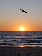 Fototapeta premium seagull and sunset