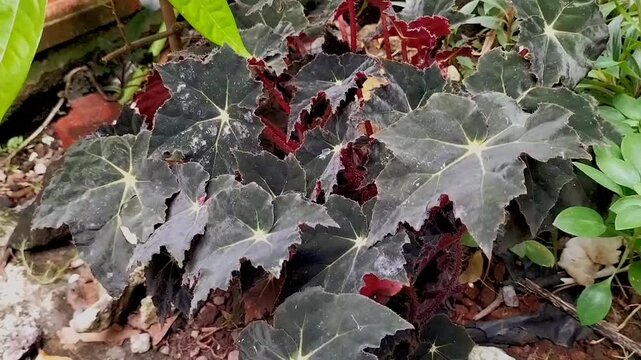 Footage of Begonia Heracleifolia. They are dark green on the upper surface and reddish on the underside. Selective focus.