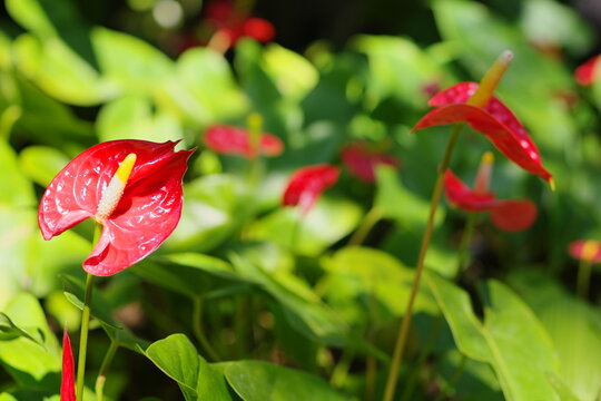 アンスリウム・アンドレアナム（Anthurium andraeanum）