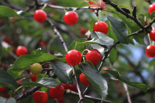 Ripe red sour cherry fruits on branch in the orchard. Prunus cerasus fruit