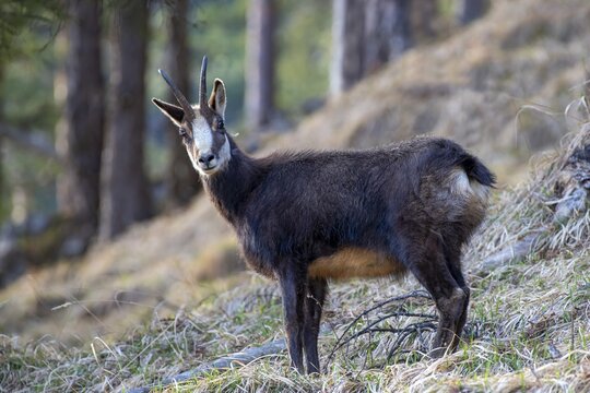 Chamois (Rupicapra rupicapra), in winter coat, standing in an old coniferous forest, Stanser-Joch, Stans, Tyrol, Austria
