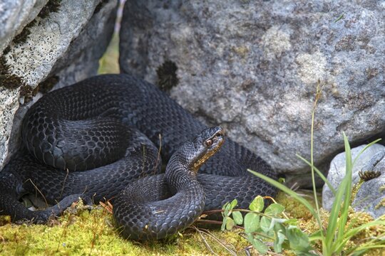 Common European viper (Vipera berus), black morphe, in defensive posture, Karwendel mountains, Tyrol, Austria