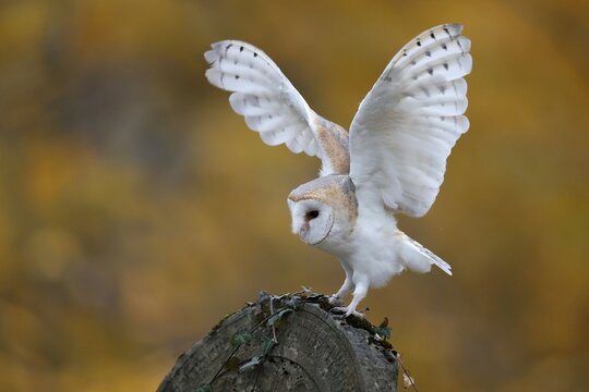 Common barn owl (Tyto alba), on a gravestone, Czech Republic