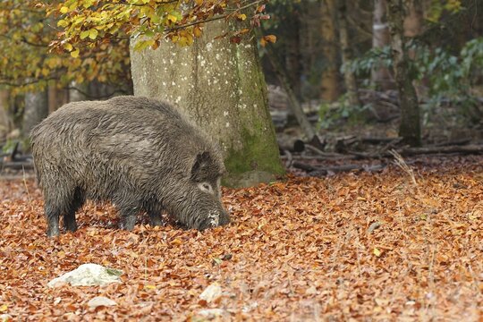 Wild boar (Sus scrofa) Boar looking for common beech (Fagus sylvatica) in autumn forest, Allg&auml;u, Bavaria, Germany