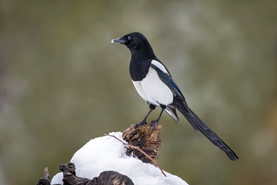 European magpie (Pica pica), sitting on a snow-covered tree stump, Terfens, Tyrol, Austria