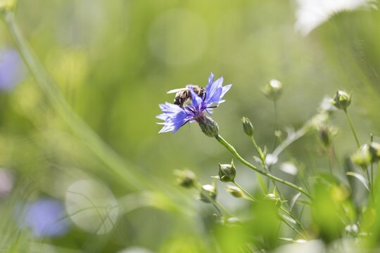Bee (Apiformes) on a flower in a flowering strip, Freising, Upper Bavaria, Bavaria, Germany