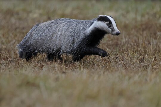 European badger (Meles meles), running in a meadow, Czech Republic