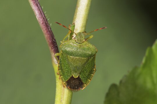 Green shield bug (Palomena prasina) sitting on a plant stem, Baden-W&uuml;rttemberg, Germany