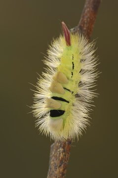Pale tussock (Calliteara pudibunda), caterpillar of the yellow colour variant, North Rhine-Westphalia, Germany