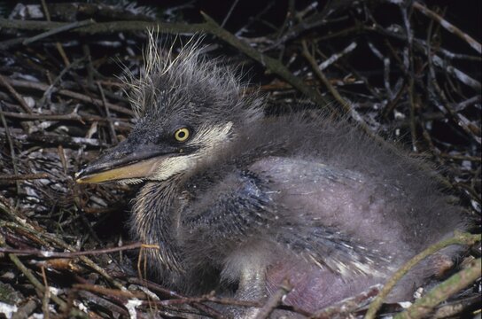 Grey Heron (Ardea cinerea), Ardeidae family of wading birds