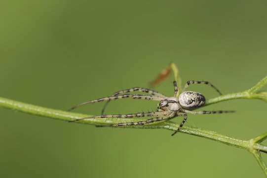 Autumn spider (Metellina segmentata, Meta segmentata), North Rhine-Westphalia, Germany