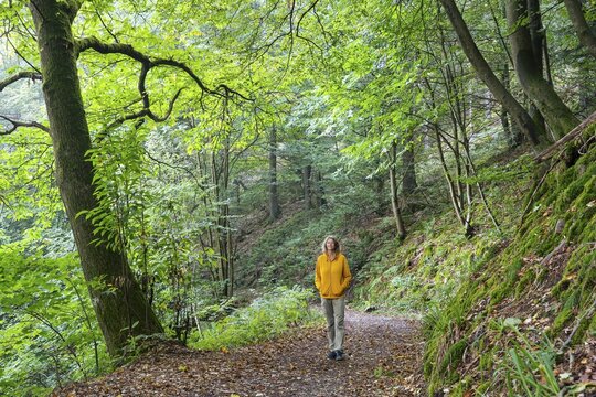 A woman goes for a walk in the forest. A chestnut tree on the left. Small Odenwald, Rhine-Neckar district, Baden-W&uuml;rttemberg, Germany
