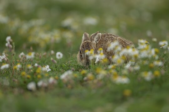 European brown hare (Lepus europaeus) juvenile leveret in a wildflower field, Suffolk, England, United Kingdom