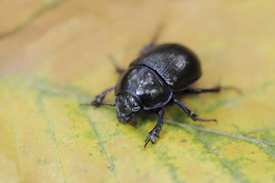 Common dung beetle or horse beetle (Geotrupes stercorarius), North Rhine-Westphalia, Germany
