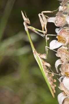 Conehead Mantis (Empusa pennata), female, Lake Kerkini region, Greece, Europe