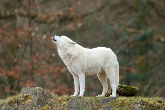 Arctic wolf (Canis lupus arctos) stands howling, captive