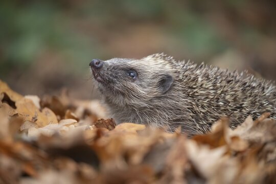 European hedgehog (Erinaceus europaeus) amongst fallen autumn leaves, Suffolk, England, United Kingdom