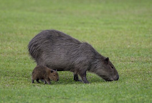 Capybara (Hydrochoerus hydrochaeris) with young animal, Cambyret&aacute;, Esteros del Iber&aacute;, Corrientes Province, Argentina