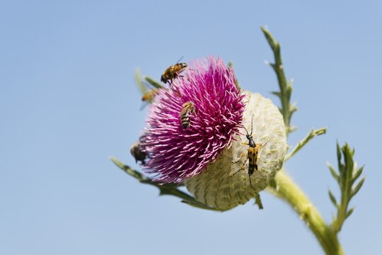 Woolly Thistle (Cirsium eriophorum), inflorescence with insects, Thuringia, Germany