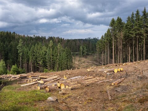Spruce clear-cutting in the forest after bark beetle infestation, Franconian Forest, Upper Franconia, Bavaria, Germany