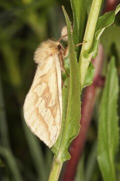 Ghost Moth or Ghost Swift (Hepialus humuli) at rest, Untergr&ouml;ningen, Abtsgmuend, Baden-W&uuml;rttemberg, Germany