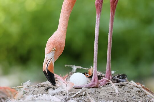 American flamingo (Phoenicopterus ruber) on its nest with an egg, captive