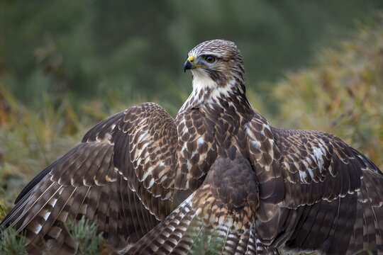 Steppe buzzard (Buteo buteo) sits on the ground with spread wings, he coats, he covers his prey, from behind, shoulder view, Tyrol, Austria