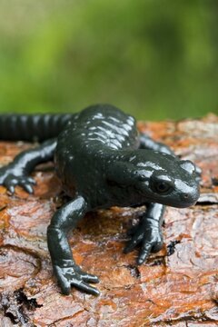 Alpine Salamander (Salamandra atra), Riedener See (Riedener Lake), Lechtal (Lech Valley), Tirol, Austria, Europe