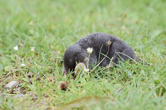 European mole (Talpa europaea) in a meadow, North Rhine-Westphalia, Germany