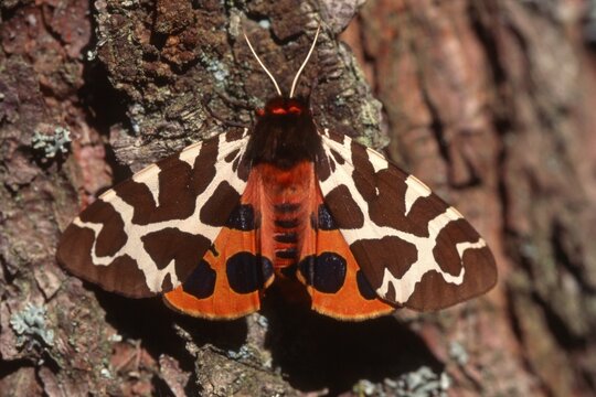 Garden Tiger Moth (Arctia caja), Tyrol, Austria, Europe