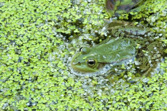 Edible Frog (Rana esculenta) in the water, Filz, Woergl, Tirol, Austria