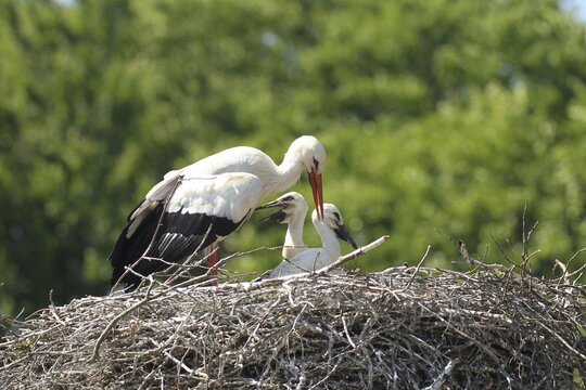 White stork (Ciconia ciconia) Old bird shields its young from strong sunlight with open wings, southern Sweden, Sweden