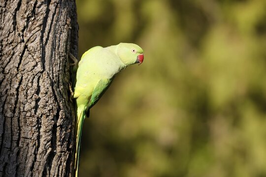 Rose-ringed parakeet (Psittacula krameri) hanging from a tree at the brood den, wildlife, Germany