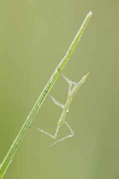 Mediterranean stick insect (Bacillus rossius), nymph with dewdrops, Provence, Southern France