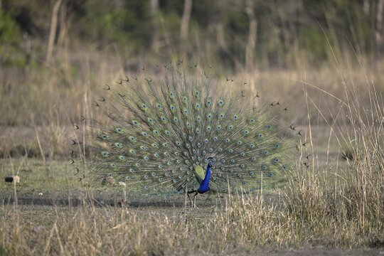 Indian peacock (Pavo scalloped ribbonfish), Corbett National Park, near Ramnagar, Uttarakhand State, India